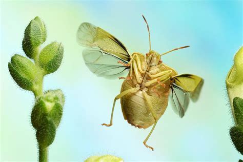  Babouk: Un Arachnide Miniature aux Yeux Perçants qui Piège Ses Proies dans une Toile Collante!