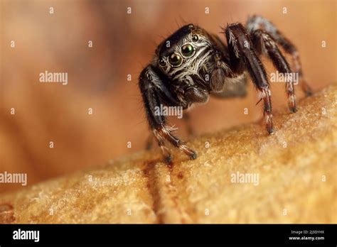  Baryphylax Un Arachnide Nocturne Aux Yeux Brillants Qui Se Nourrit de Prédateurs En Cavité!