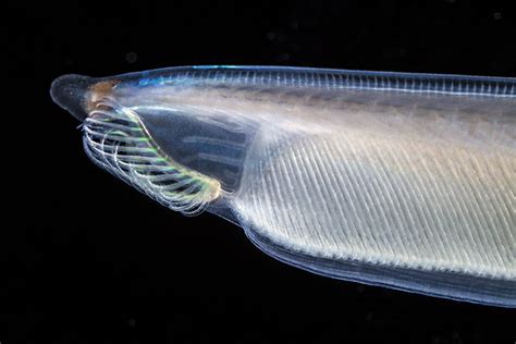  Branchiostoma! Une créature sédentaire aux tentacules ondulants fascinants ! 