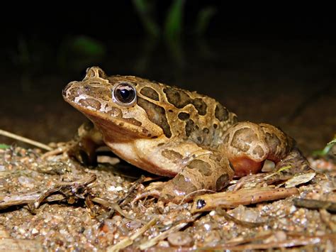  Discoglossus pictus: Un Maître du Camouflage Doté d'un Sourire en Or!