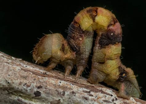  Inchworm: Une créature fascinante qui démontre la beauté des métamorphoses et l'adaptation miraculeuse de la nature!