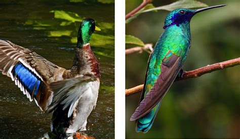  Matinée avec le Merle: Un Oiseau Charismatique aux Plumages Étincelants et aux Melodies Envoûtantes!