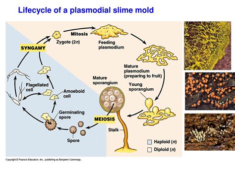  Matters of Microscopic Marvels: Myxomycetes Possess a Uniquely Enigmatic Slime Mold Lifecycle