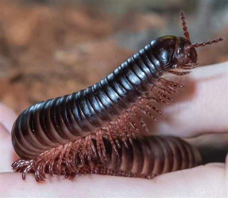  Orange Millipede: Une Créature Fascinante au Corps Segmenté et aux Mille Pattes!