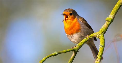  Pteaser! Un Oiseau Qui Détourne L’Attention Par Sa Plumage Vivante Et Son Chant Mélodieux