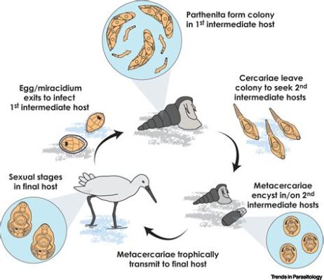  Quizzing About Quingyangia: This Trematode Parasite Lives a Life Filled with Surprising Adaptations!