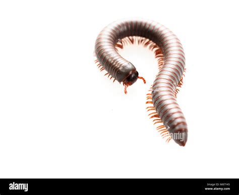  Wormlike Millipede: Une créature fascinante avec des pattes nombreuses qui se déplace lentement sur le sol forestier !