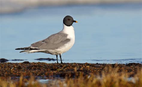  Xémé: Un Oiseau Rare Qui Chante La Vie Nomade Et Prédateur!