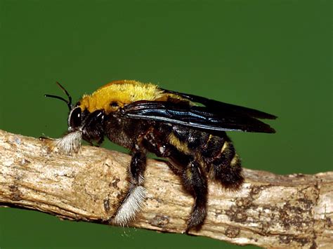  Xylocopa:  Des abeilles charpentières fascinantes et aux aptitudes exceptionnelles en matière de construction!