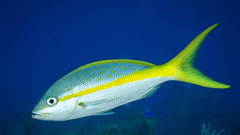  Yellowtail Snapper: Can This Reef-Dwelling Fish With Vibrant Yellow Fins Truly Evade Predators Using Camouflage?