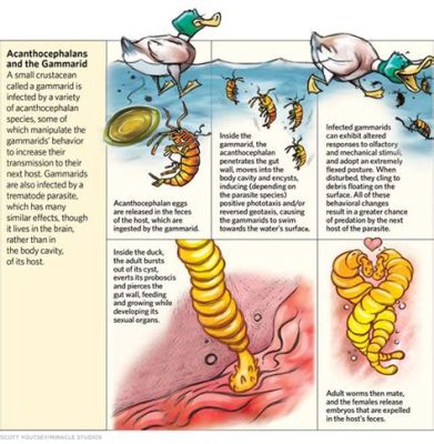  Apicomplexes: Un parasite complexe qui contrôle l'esprit de son hôte !