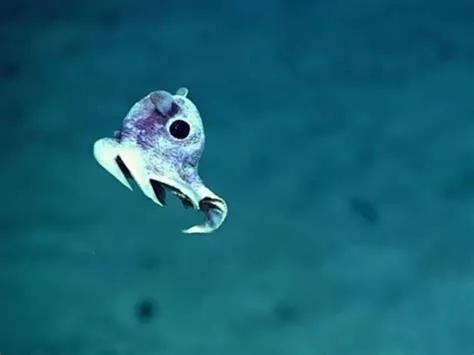  Chaetopterus! Une Créature Marine Fascinante Qui Se Cache Dans Les Sédiments Profonds