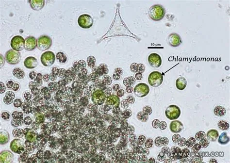  Cryptomonas:  Dévoilez les mystères de ce flagellé unicellulaire brillant et fascinant!