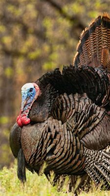  Dindon: Que Sais-Tu De La Vie Sauvage De Cet Oiseau Domestiqué Détachement Familial Et Chant Mélodieux ?