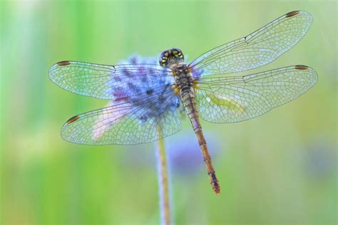  Dragonfly! A Marvelous Insect Combining Aerial Agility with Voracious Predatory Instincts