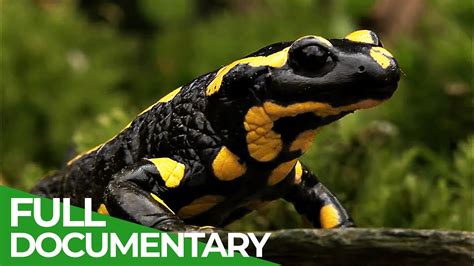  Fire Salamander: Une Créature Nocturne à la Peau Lumineuse Qui Remporte les Prix de la Régénération!