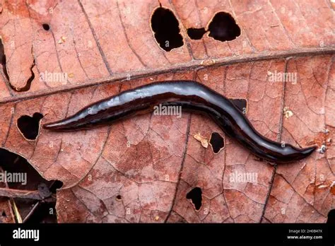  Geoplanidae: Des vers plats terrestres aux couleurs vives qui défient la gravité !