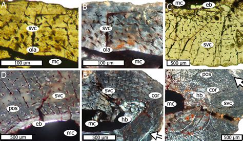  Hareng: Découvrez cet élégant nageur aux écailles scintillantes et au comportement grégaire fascinant!