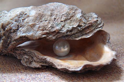   Huître: Un crustacé qui filtre l'eau de mer tout en créant des perles précieuses !