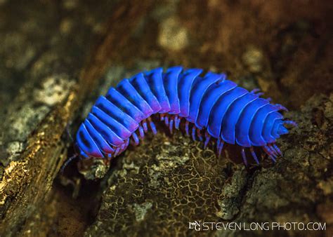  Illacme, un Myriapode Étonnant Qui Brille dans L'Obscurité !