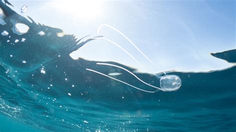  Irukandji Jellyfish: An Unassuming Threat Lurking in Tropical Waters!