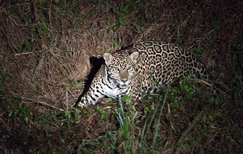  Jaguar: Un Prédateur Nocturne au Poil Souple et aux Griffes de Fer!