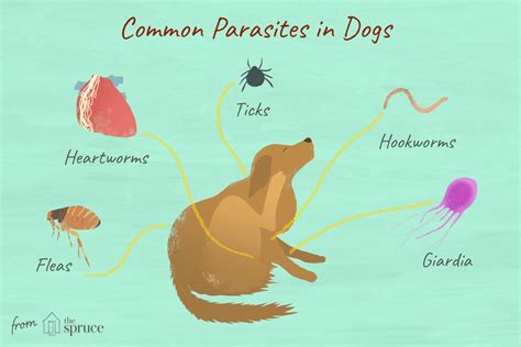  Leishmanias: Ces parasites microscopiques qui peuvent transformer votre chien en zombie canin!