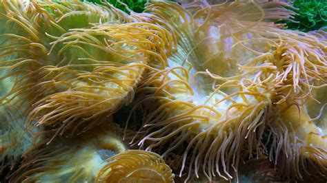  Rhinophores! Les créatures blindées aux tentacules qui sentent le danger