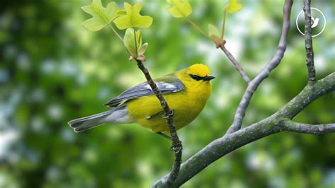  Roselin: un petit oiseau aux couleurs vives qui chante mélodieusement dans les jardins verdoyants!