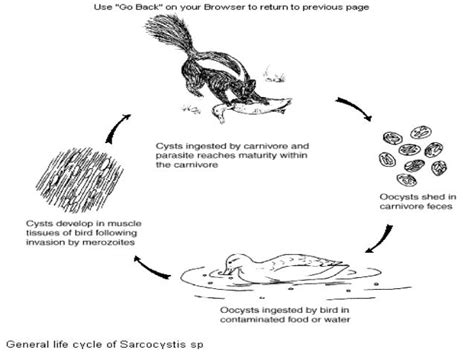  Sarcocystis: Un parasite fascinant qui transforme ses hôtes en véritables machines à viande !