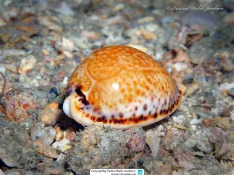  Yellow Cowrie: Un Céphalopode Endémique aux Riches Couleurs qui Rêve de la Mer Tropicale !