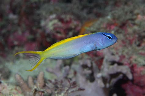  Yellowtail ! Un poisson aux couleurs vives qui s'adapte à tous les environnements marins