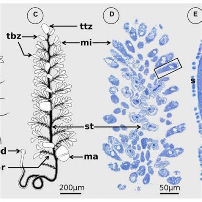  Zoothamnium! Un Prédateur Microscopique au Mode de Vie Fascinant